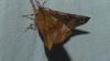 Selenia tetralunaria